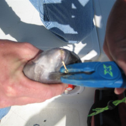 Sheephead fishing