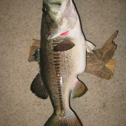 Tabs Fish