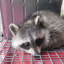 Wild Coon